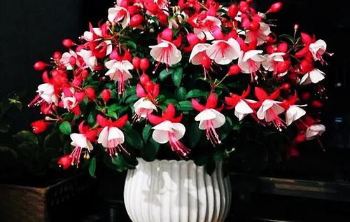 北方水仙不开花？调整养护