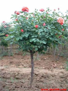 1. 树桩月季与小月季树的购买株数影响价格