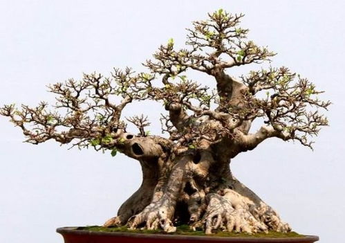 佛珠爆盆，指佛珠植物生长旺盛