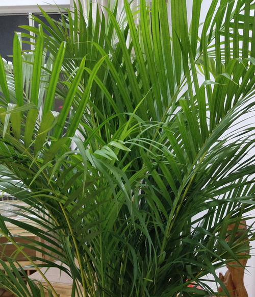 怎样养护沿阶草