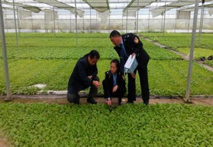 植物检疫杜绝虫源侵入