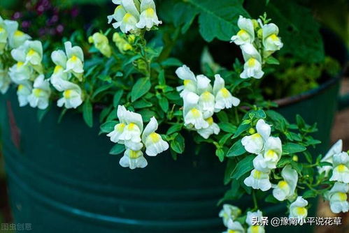 春天里种啥花，美美哒！