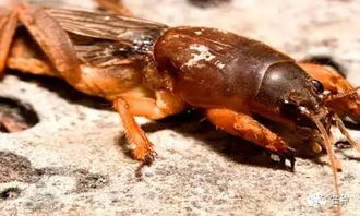 破局方案：重建土壤生态平衡