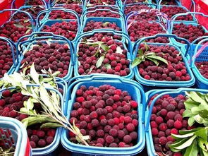 Q：嫩直接买干种子吗？