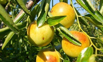 冬枣树锈病的症状及危害