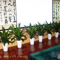 绿植租摆公司的增值服务拓展：不只是租摆那么简单！