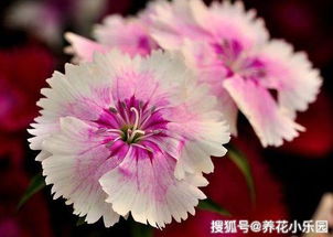 石竹播种季节指南中，春季和秋季哪个更适合播种石竹呢