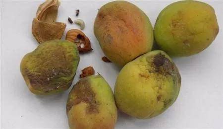 私信TA杏树的种植方法主要包括以下几个步骤: 挑选种子:选择成熟、 饱满的杏核作为种子. 处理种子:将杏核放入清水中浸泡两天染后剥去外壳，取出内仁.