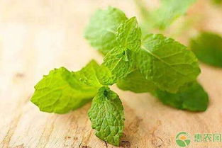 4. 薄荷——清新口气， 消炎止痛