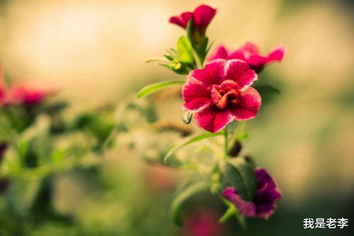 轮播花卉技巧揭秘：关键要点与注意事项速览