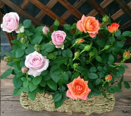 月季生长阶段施肥指南：养花小白也Neng学会的技巧