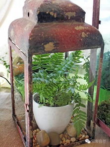 多才多艺的蕨类植物