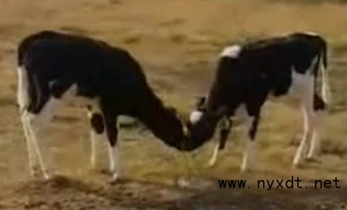 新生犊牛呼吸问题揭秘：呼吸困难的成因与对策