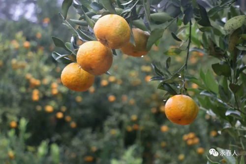 芦柑采摘的最佳时间是什么时候？不同品种的芦柑采摘季节有何差异