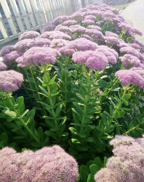 蔷薇修剪的艺术