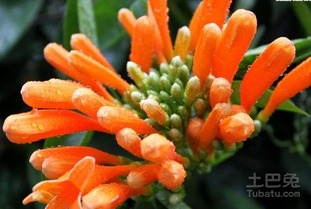 炮仗花的花语与寓意究竟有何神奇之处