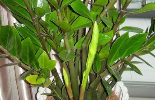 金钱树植物如何养殖？如何让金钱树长得更旺盛