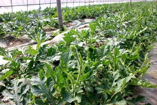 沿阶草种植，数量怎么定？