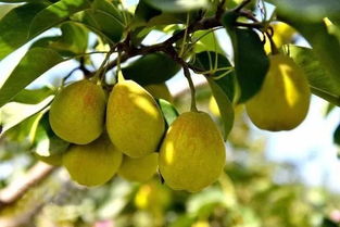 国外女翻译的黄金梨情缘