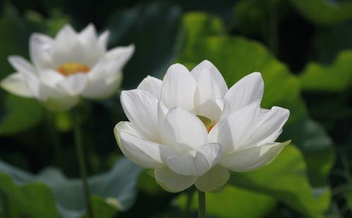 还在把荷花叫莲花？这篇文章告诉你它们不一样