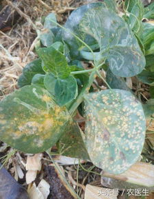 西红柿锈病症状：揭秘那些不为人知的斑点