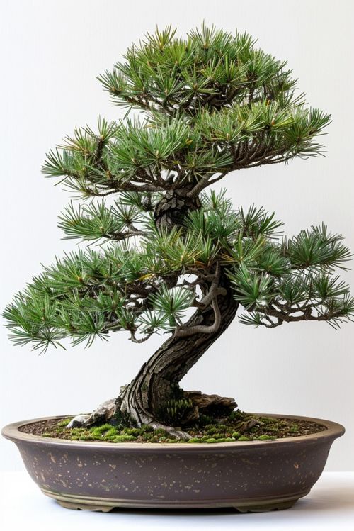 松树造型， 注意事项多多的