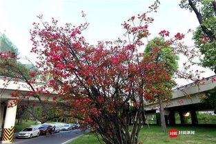 夏日围墙花之——三角梅