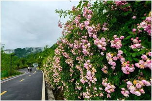 蔷薇花海的美， 让人陶醉