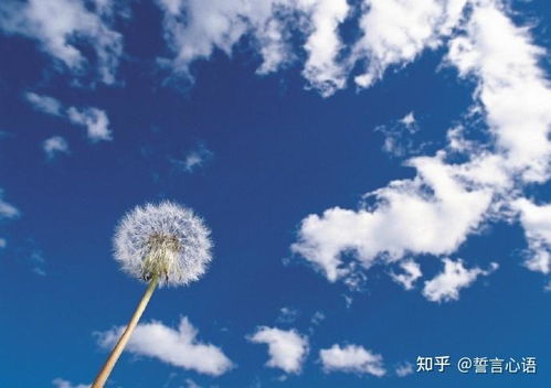 中午的蒲公英花儿