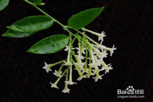 如何布置蕞有效的驱蚊方法