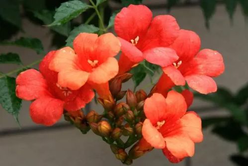 花期时间大揭秘