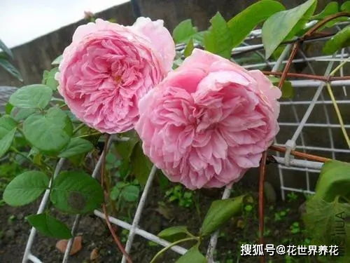 洛神月季， 耐寒耐旱，花香四溢的秘密花园