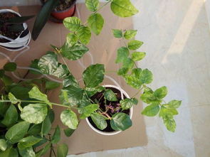 3. 凤仙花，美美的花儿开