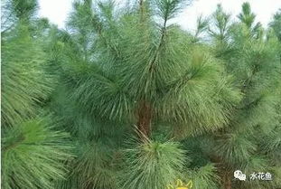 刺柏和地柏有什么区别？如何区分地柏和刺松？