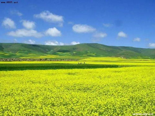 防治白霉，我还有秘籍