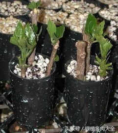 夏季高温多湿，盆栽植物易受病虫害