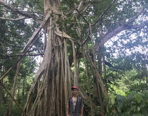 树皮的发酵处理