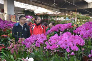 郑州双桥花卉市场春节期间营业情况揭秘
