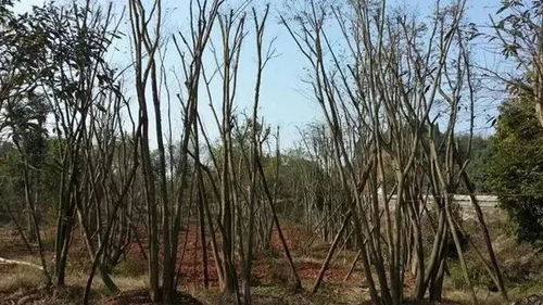 培育丛生苗的注意事项