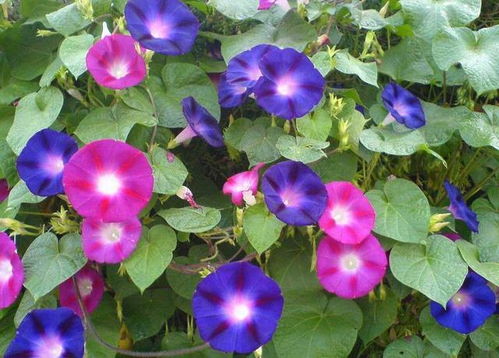 换土，要像换秋裤一样讲究