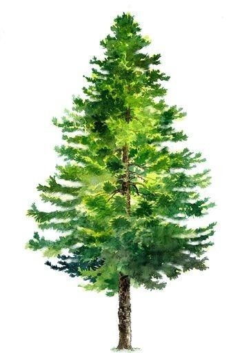 苗木的成活率判断：一份不靠谱的指南