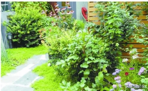 河北露地草本植物耐寒品种大揭秘