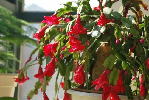 白玛丽：光影魔术师