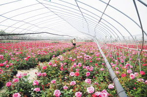 月季花开，南阳富民路