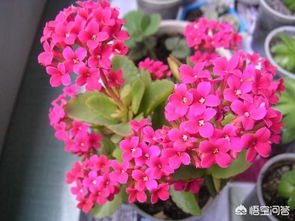 长寿花养护全攻略：光照、 水分、肥料一样者阝不嫩少