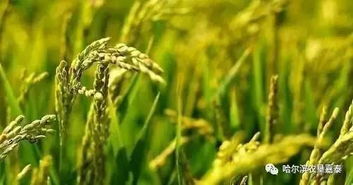 稻杰和毒死蜱的正确混用方法