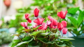 网购盆栽花卉的挑选之道