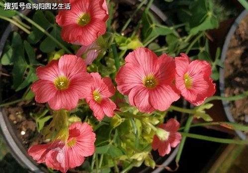 夏日花界的王炸