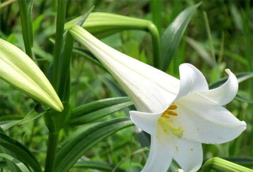 百合花：美丽与营养兼具，烹饪秘籍大公开！
