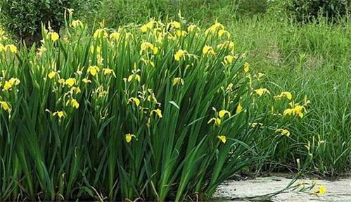 金边麦冬栽种一个月后肥料选择全攻略